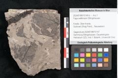 Foto (Detailansicht) von Fagus wilkinsoni Ettingshausen (NHMW-GEO-2024-0188-10146b)